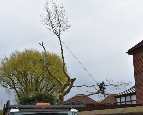 Tree Removal Ormskirk